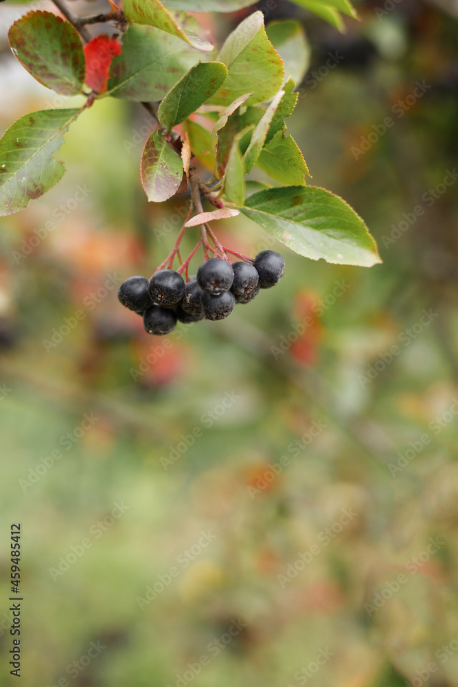 black berries in autumn close-up. vertical background black berries in autumn close-up. vertical background