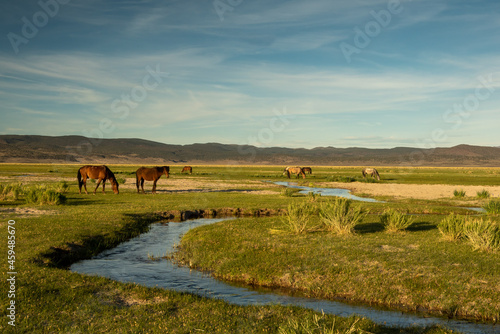 Mono Lake wild horses grazing in the morning behind the lilies, California, USA, with cloudless blue sky copy-space, selective focus on the flowers