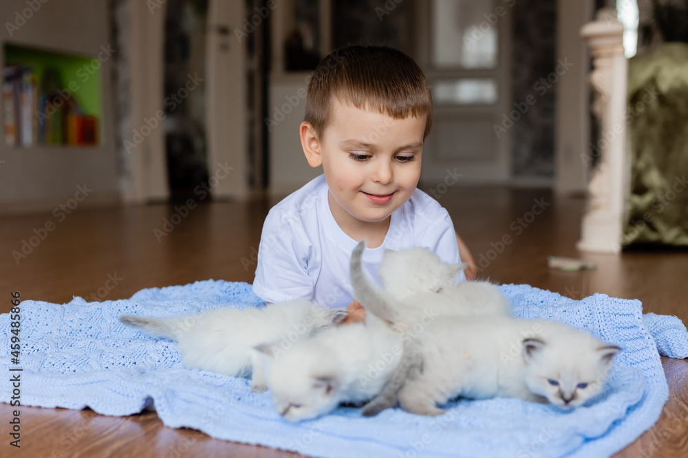 little boy is lying on a blue knitted blanket with white fluffy kittens. British shorthair kittens of silver color. Siberian nevsky masquerade cat color point. space for text. High quality photo little boy is lying on a blue knitted blanket with white fluffy kittens. British shorthair kittens of silver color. Siberian nevsky masquerade cat color point. space for text. High quality photo