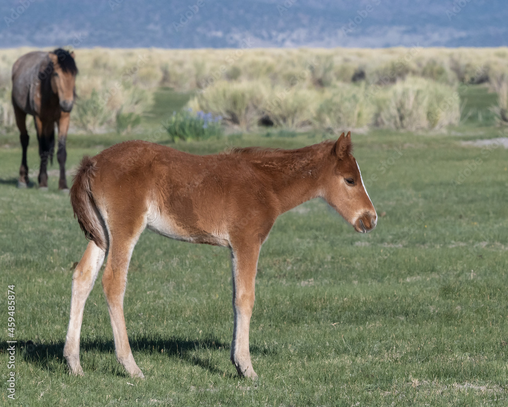 Bay horse at Mono Lake, wild colt, close-up Bay horse at Mono Lake, wild colt, close-up