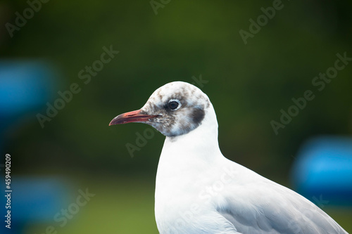 Portrait of a common gull or european Herring Gull, Close up. © familie-eisenlohr.de