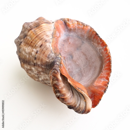 Rapana, genus of carnivorous marine prosobranch gastropods from the Muricidae. The shell is broadly oval, gray-brown color with spiral ribs and axial thickenings. Empty seashell on white background photo