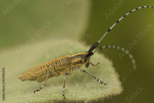 Closeup on the gracious golden bloomed longhorn beetle, Agapanthia villosoviridescens photo