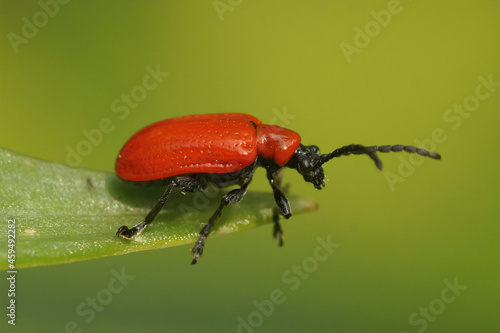 Closeup on the ruby red Lily leef beetle , Lilioceris lilii photo