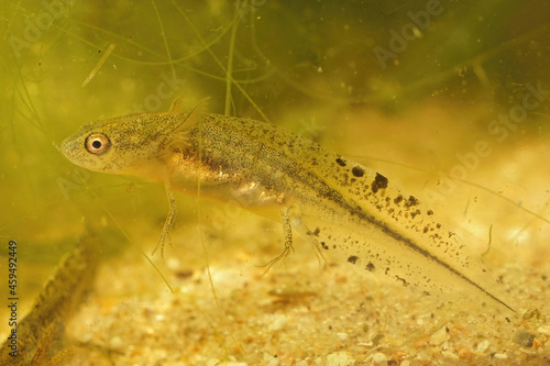 Closeup on a larvae of the Balkan crested newt, Triturus ivanburesch photo