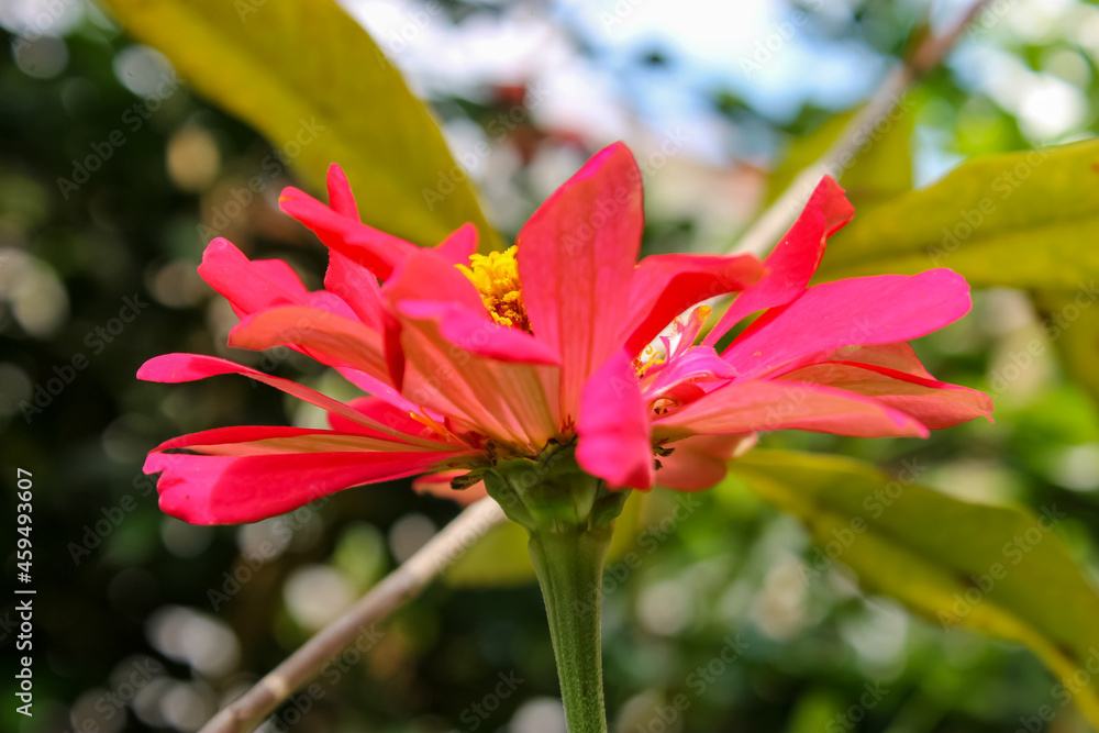 red and yellow flower red and yellow flower