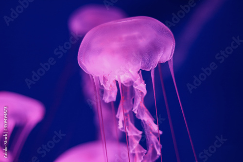Bright pink jellyfish on a dark blue background.