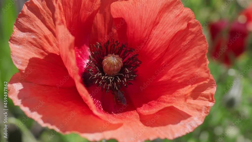 Red poppy flowers on a poppy field. Macro shot. Red poppy flowers on a poppy field. Macro shot.