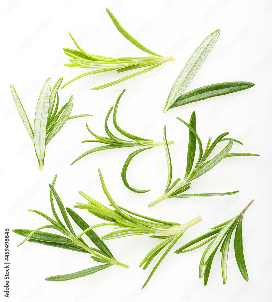 Fototapeta premium Rosemary twigs top view on a white background
