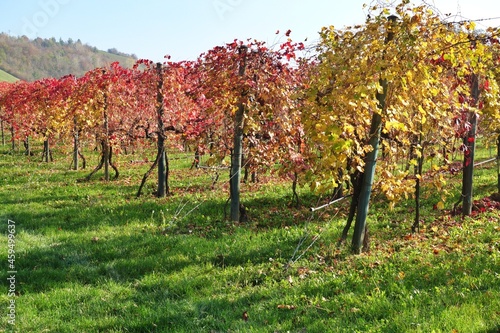 red leaves of black lambrusco grapes in a vineyard in September in the countryside of Spezzano  Modena  Emilia Romagna  Italy