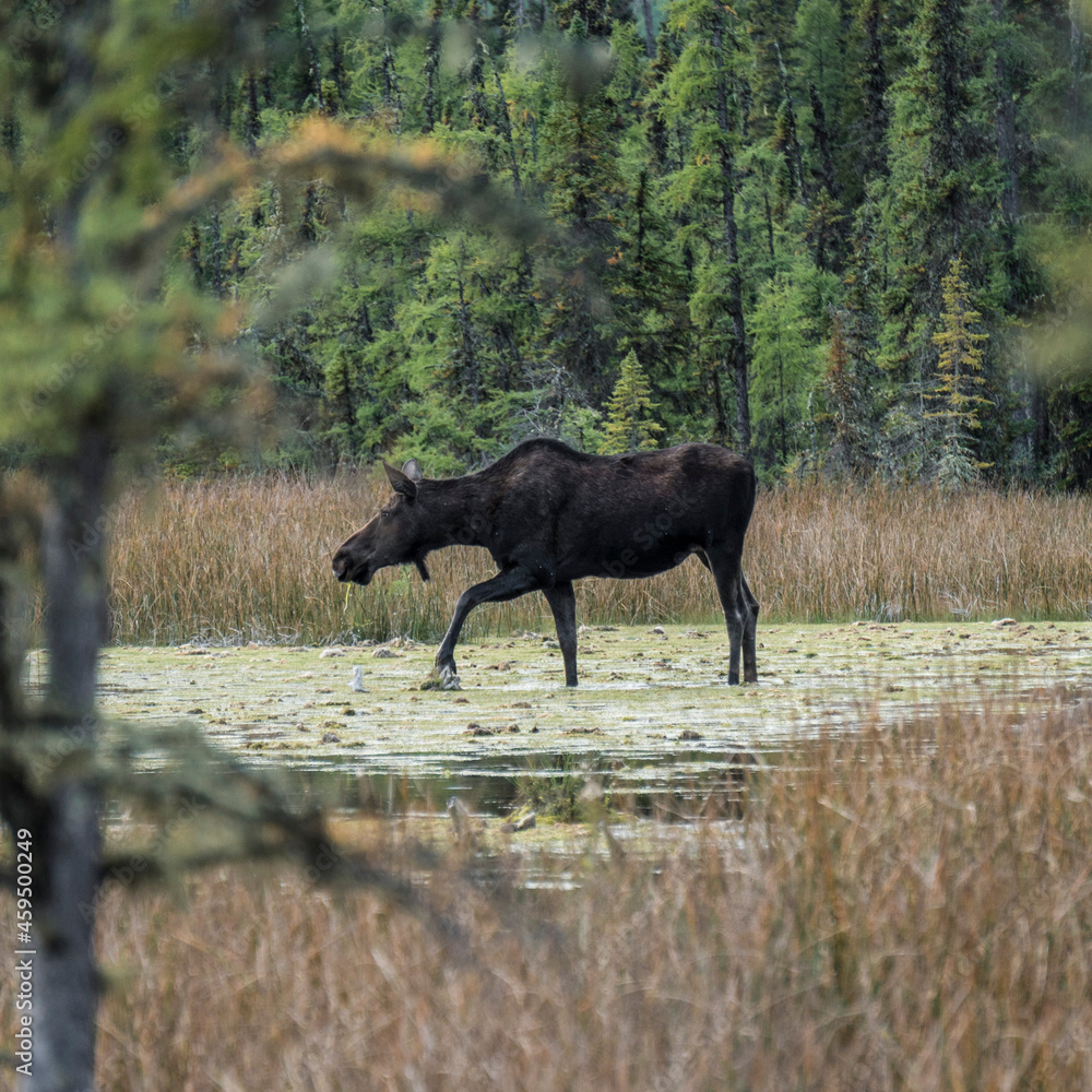 Moose in the field Moose in the field