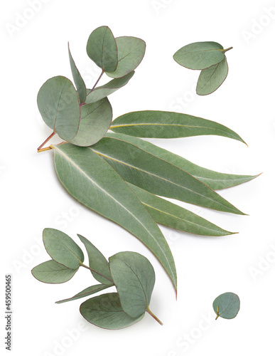 Eucalyptus leaves isolated on white background