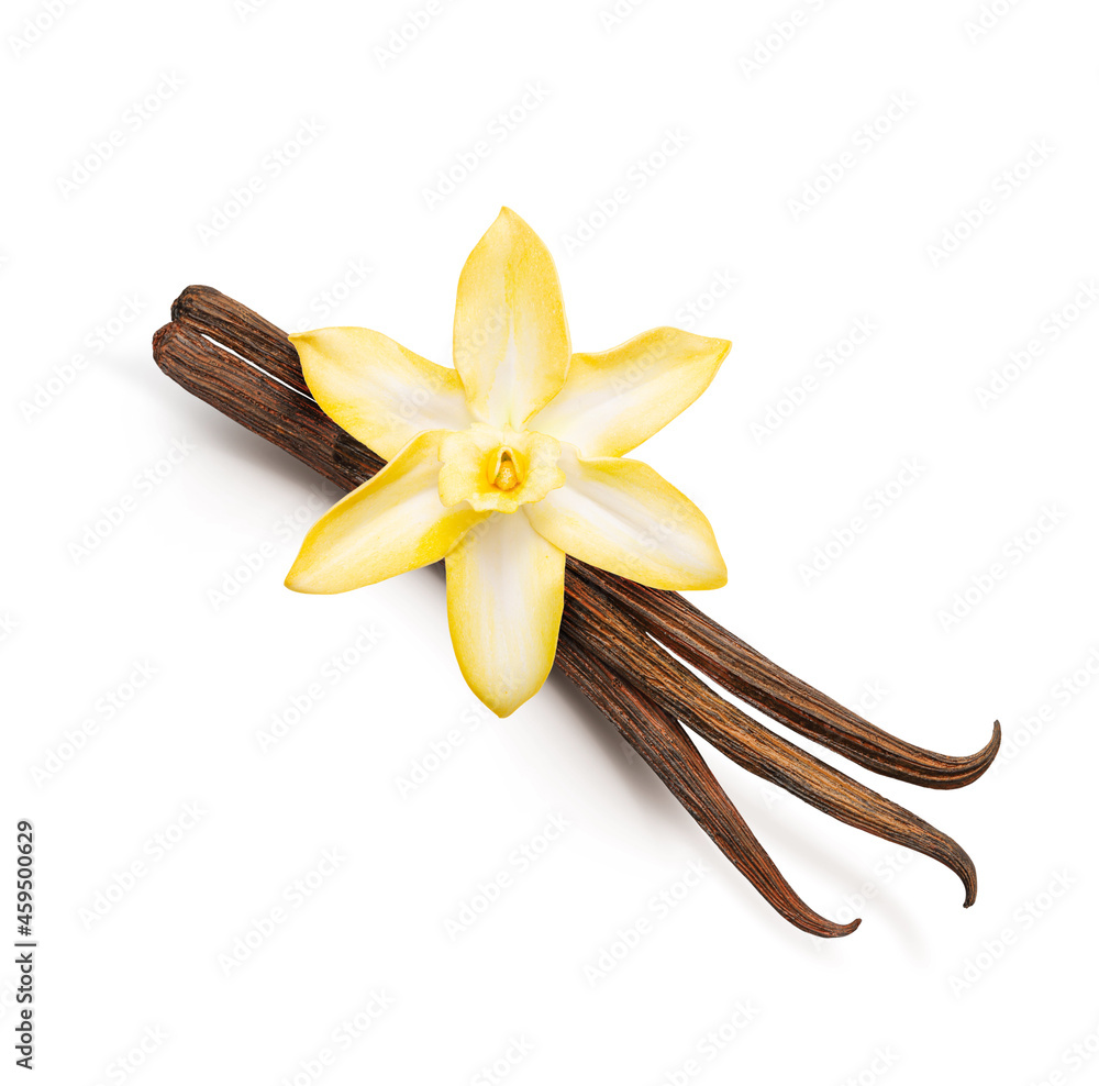 Vanilla pods and orchid flower isolated on white background
