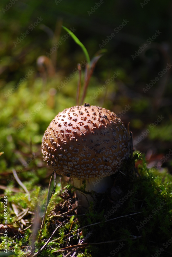 grzyb o poranku grzyb o poranku