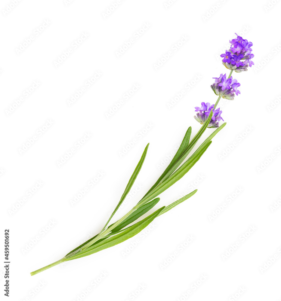 Fototapeta premium Flower violet lavender herb isolated on white background.