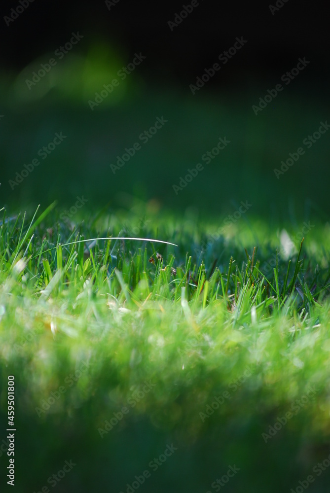 zielona trawa z kroplami rosy - obrazy, fototapety, plakaty 