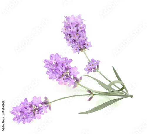 Flower violet lavender herb isolated on white background.