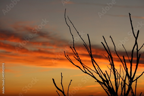 Beaujolais  lever de soleil dans les vignes  vignes  vue  horizon  aube  nuage  orange  flamboiement  lumi  re  s  r  nit    branchage  nature  matin  r  veil 