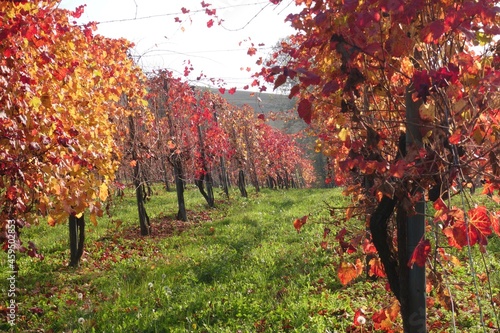 Tablou pe pânză red leaves of black lambrusco grapes in a vineyard in September in the countrysi