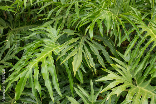 Detalhe de folha de guaimbe philodendron bipinnatifidum em dia de sol 
