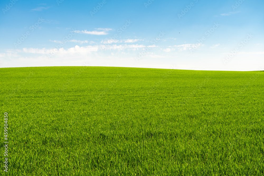 Field Of Green Fresh Grass Under Blue Sky Field Of Green Fresh Grass Under Blue Sky