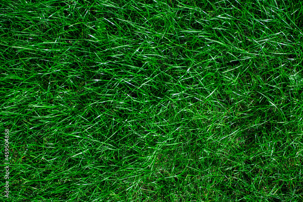 Green grass realistic textured background Green grass realistic textured background