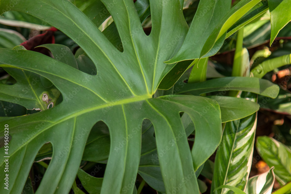Obraz premium Folha verde da costela de adão ou monstera deliciosa
