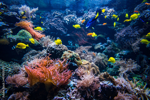 Coral colony and coral fish. Underwater view