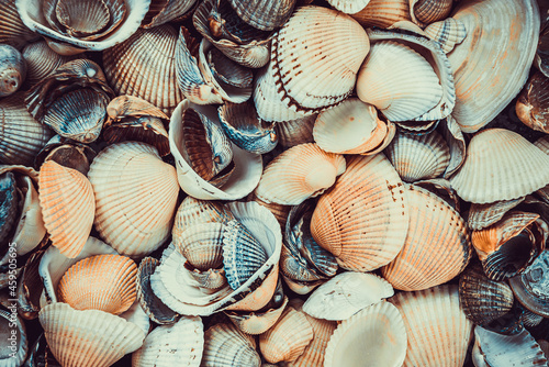 variety of sea shells from beach