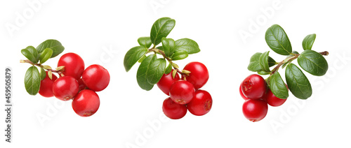 Fresh wild lingonberry berries with stem and leaves isolated on white background. Set of red cowberry. photo