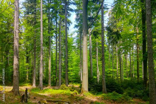 Beautiful young green forest for walks in the fresh air.