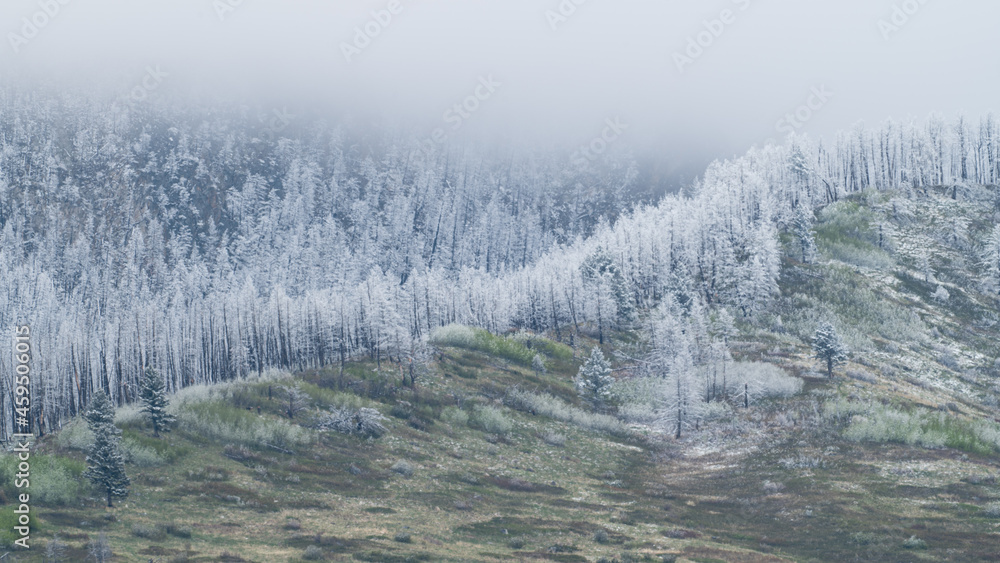 Fototapeta premium Frozen Fog on Trees with Low Clouds in Paradise Valley