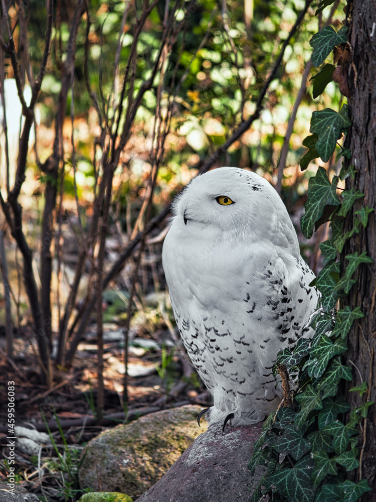 Fototapeta premium Snowy owl at Zoo with beautiful white plumage