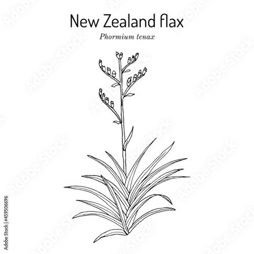 New Zealand flax Phormium tenax , medicinal plant photo