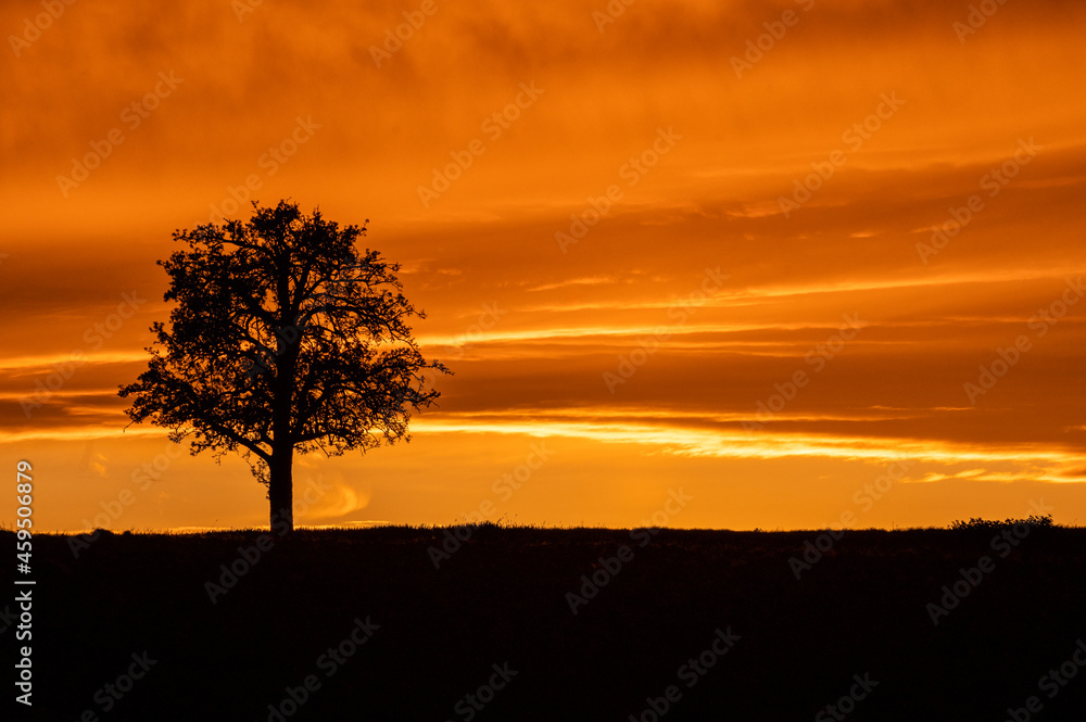 Sonnenuntergang Baum Natur abendrot