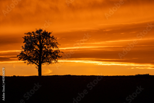 Sonnenuntergang Baum Natur abendrot