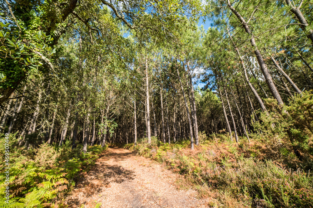 Fototapeta premium landscape of a forest in the southwest of France taken with a wide angle