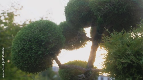 The gardener's hands are cutting a cypress bush with a compact electric trimmer. Slow motion.