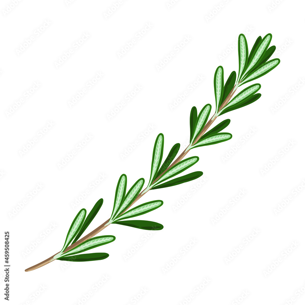 Stylized illustration of rosemary. Image for design or decoration. Stylized illustration of rosemary. Image for design or decoration.