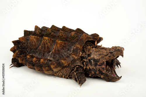 Alligator snapping turtle // Geierschildkröte (Macrochelys temminckii) photo