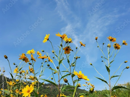 yellow flowers and sky
