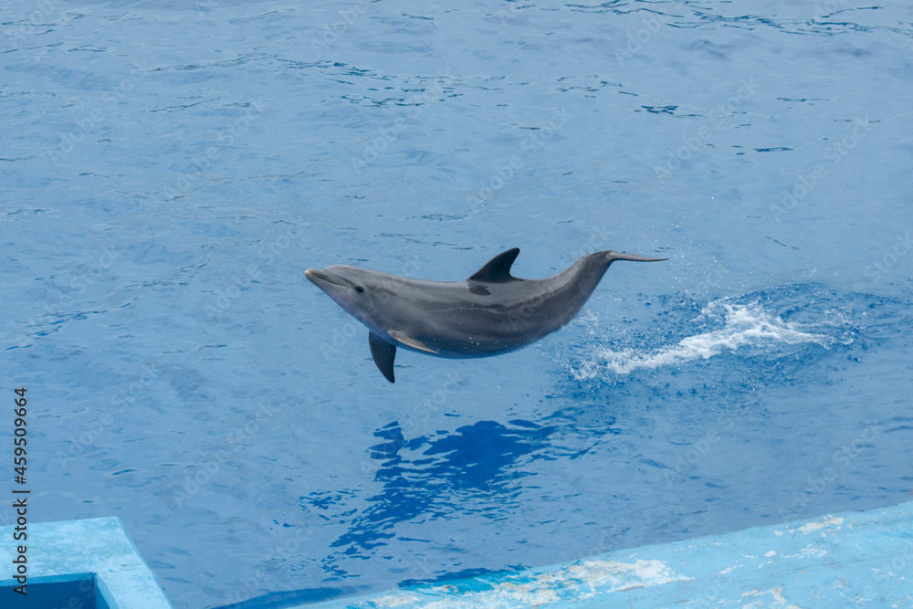 Fototapeta premium dolphin jumping out of water
