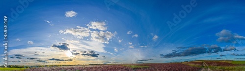 Panorama of the sunset in a blue sky with rare clouds and a green field with a dirt road