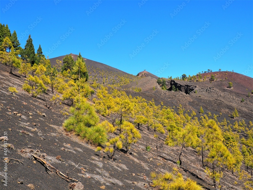 a mountainous landscape, volcanic landscape, with black lava stones and single green pine trees and green plants, blue sky and sunshine