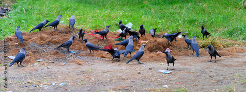The house crow, Corvus splendens or Indian greynecked crows have gathered to collect food from ground. Howrah, West Bengal, India. photo