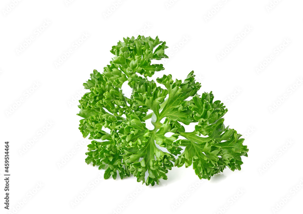 Fresh green leaves of pasley isolated on white background Fresh green leaves of pasley isolated on white background