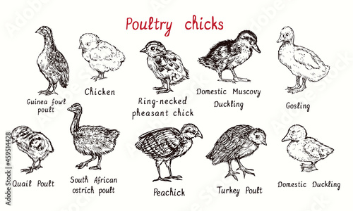Poultry large collection, isolated poults (chicks) birds with inscriptions. Ink black and white doodle hand drawing in woodcut style.