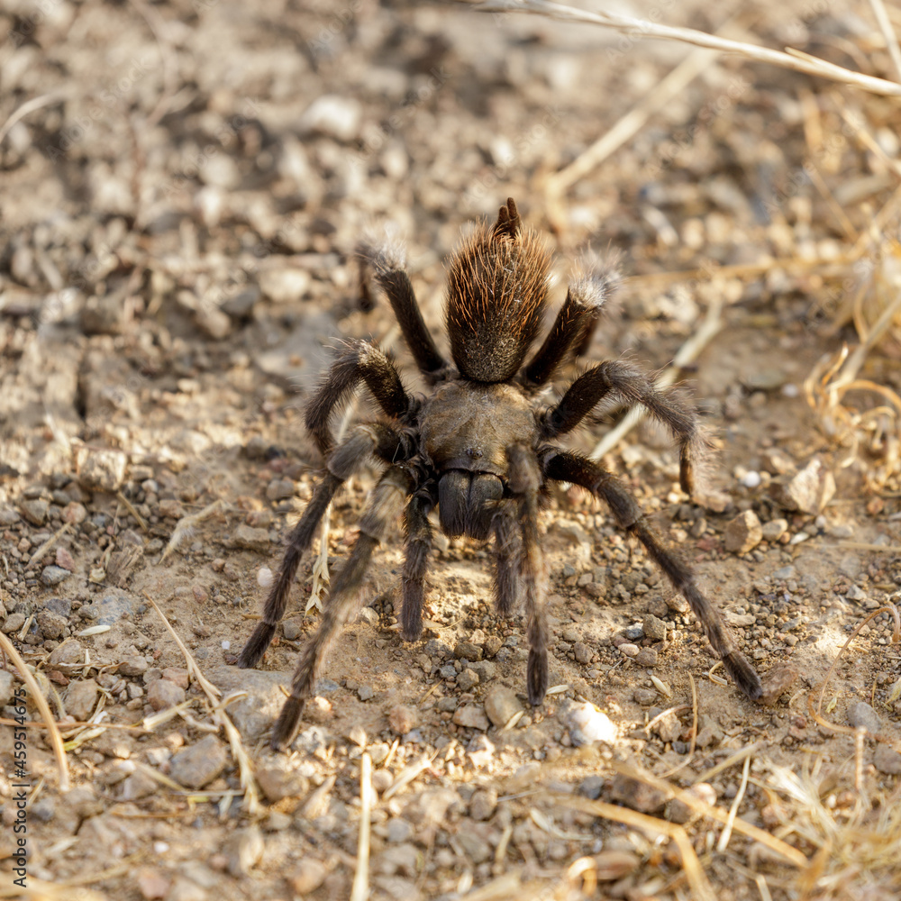 California Tarantula male adult looking for a female during mating season. Joseph Grant County Park, Santa Clara County, California, USA.