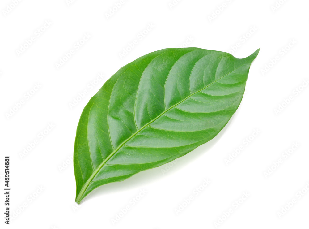 Obraz premium Green leaf isolated on white background