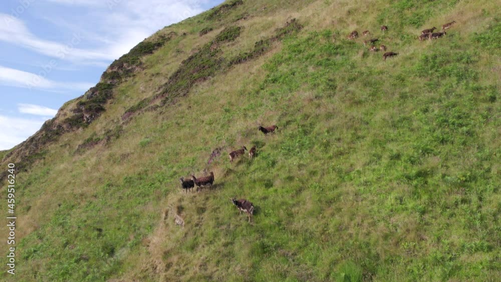 Wild Soay Sheep Grazing on the Side of a Grassy Mountain Wild Soay Sheep Grazing on the Side of a Grassy Mountain